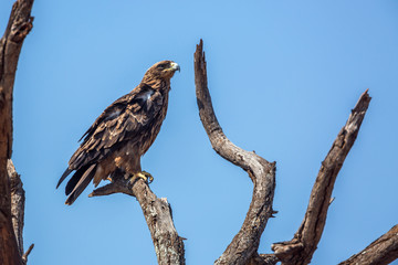 Wahlberg's Eagle isolated in blue sky in Kruger National park, South Africa ; Specie Hieraaetus wahlbergi family of Accipitridae
