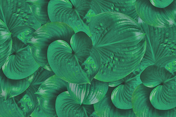 Background of fresh green leaf .