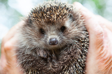 Face of a hedgehog close-up , isolated on a blurred natural background. A male hand holds a cute prickly European hedgehog against the background of green trees