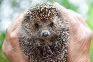 Face of a hedgehog close-up , isolated on a blurred natural background. A male hand holds a cute prickly European hedgehog against the background of green trees