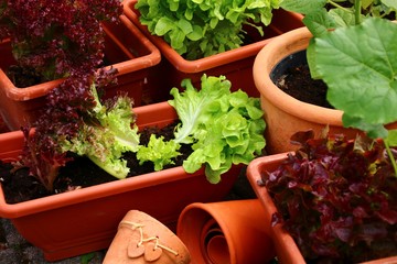 pflücksalat im blumentopf
