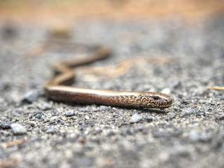 Slow Worm or Blind Worm (Anguis fragilis). Slow Worm lizard