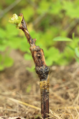 Macro of grape sprout in soil over grass background at sunny summer day