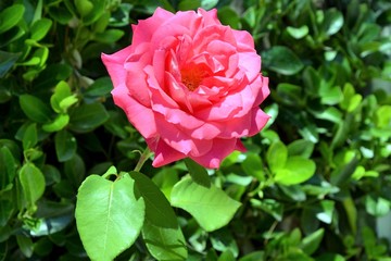 Hybrid Tea Rose. Beautiful pink rose (Rosa flower) blooming in the summer garden. Close up 