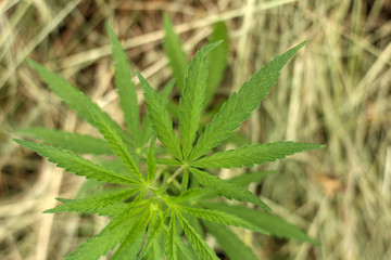 Close-up of marijuana or cannabis plants on industrial hemp plantation, ganja plantation canabis farm. Marijuana field, top view