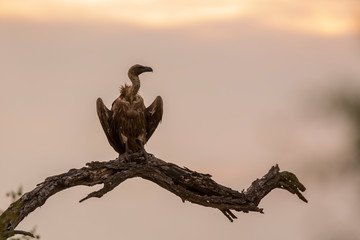 White backed Vulture perched in dead branch at dawn in Kruger National park, South Africa ; Specie Gyps africanus family of Accipitridae