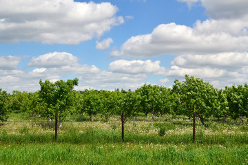 apple orchard against a blue sky, summer garden landscape with fruit trees