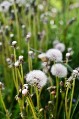 Close up of dandelion plants blowing in wind