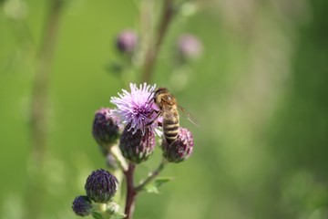 Bee on a thistle bloom in close-up in front of green background