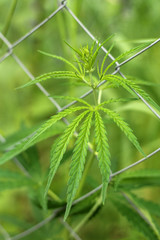 Close-up leaves of marijuana grow through chain-link fence. Ganja bushes behind the mesh.