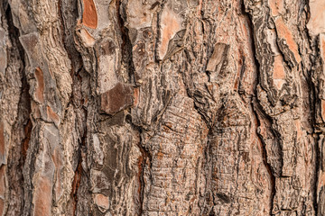 Textured brown bark of big south tree