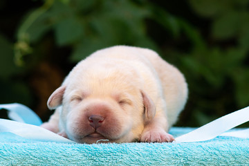 labrador retriever funny puppy yellow 