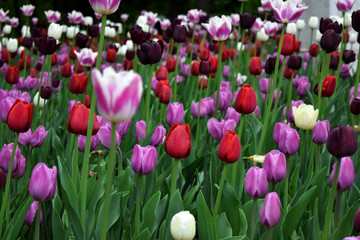 Field of pink, white, red and purple tulips