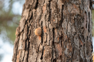 Textured brown bark of big south tree