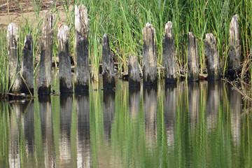 Mirroring wooden piles sheltering a protected landscape