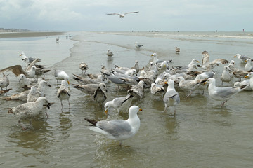Crowd of seagulls building a circle around its prey