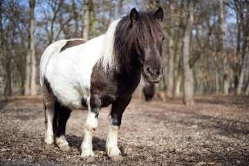 Obraz premium Black and white pony in the zoo