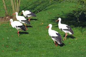 Five storks on a meadow 