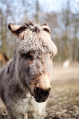 Portrait of a donkey looking towards the camera