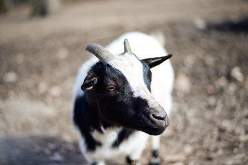 Obraz na płótnie Canvas Black and white billy goat looking into the camera