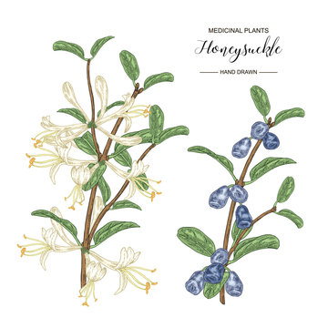 Honeysuckle branch with flowers and ripe berries. Lonicera japonica. Medical plants hand drawn. Vector botanical illustration.