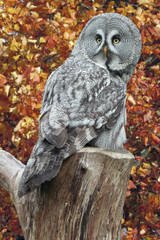 Great grey owl on a stump in front of trees with orange Autum leaves