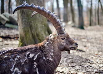 Mature goat looking into the camera