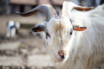 White billy goat looking into the camera
