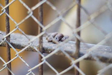 Monkey's little hand on the metal bar behind the cage