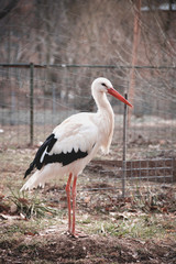 Beautiful stork standing still in an artifical habitat at the zoo