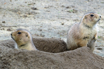 Naklejka na ściany i meble Two ground squirrels looking out of their burrow