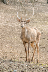 Naklejka na ściany i meble Deer in the wildlife shot from far distance