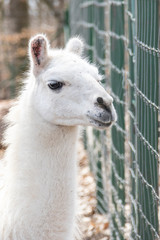 Pretty looking white llama at the zoo