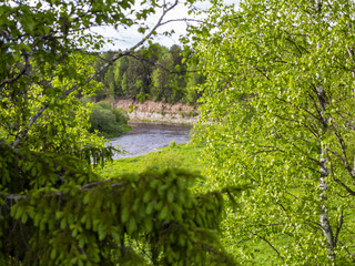 River in a green forest on a bright sunny day