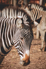 Fototapeta na wymiar Sad looking zebra at the zoo