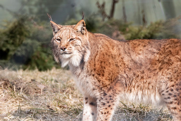 Curious linx exploring his habitat during daylight at the zoo