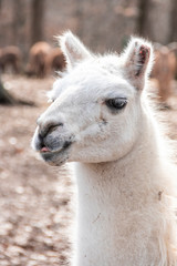 Fototapeta premium Pretty looking white llama at the zoo