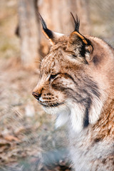Close up shot of a linx at the zoo