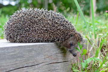 The young hedgehog on a wooden stub.Curious hedgehog walks in the woods on a sunny summer day.