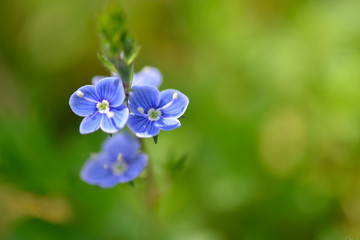 Gamander-Ehrenpreis Blüten