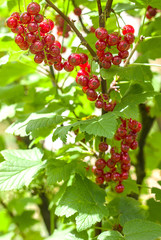 bunch of red currant, blur, foliage, place to insert text	