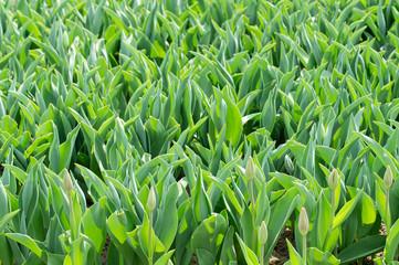 green leaves of young tulips close up on the whole photo. Selective focus