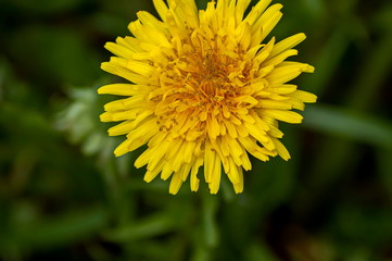 Dandelion in springtime at Plana mountain, Bulgaria