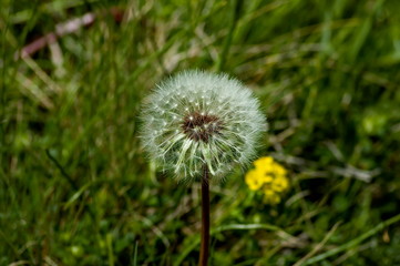 Dandelion in springtime at Plana mountain, Bulgaria