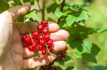 bunch of red currant, blur, foliage, place to insert text	