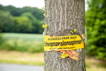 tree with text vorsicht allergiegefahr durch eichenprozessionsspinner Raupen und Nester nicht berühren, in englisch beware of danger of allergy due to the oak procession spinner Do not touch © Nicole Lienemann
