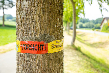 tree with text vorsicht allergiegefahr durch eichenprozessionsspinner Raupen und Nester nicht...