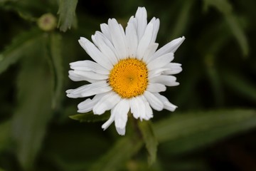 Flower of a max chrysanthemum, Leucanthemum maximum