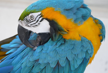 Colorful Ara parrot bird portrait 