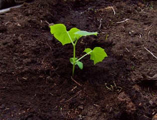 Young cucumber sprouts on a bed on a farm